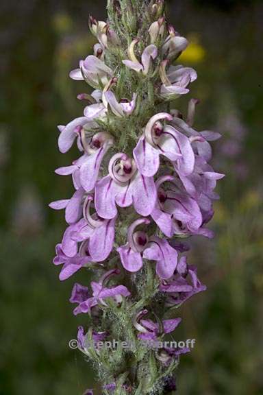 pedicularis attollens 2 graphic